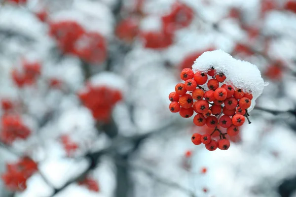 Rowan branch covered with snow — Stock Photo, Image