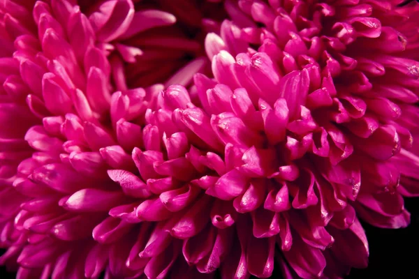 Hermosa flor rosa — Foto de Stock