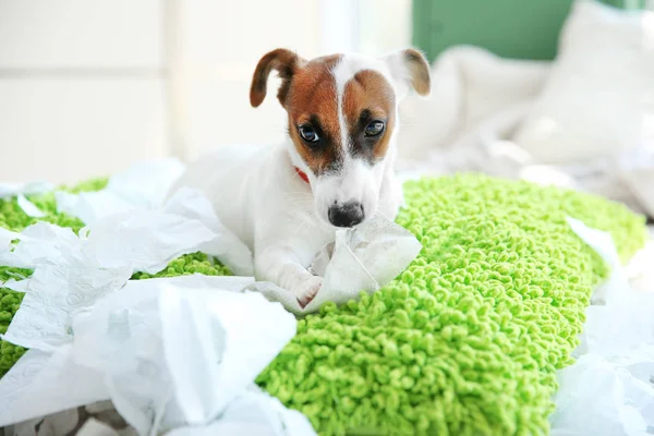 Jack Russell Terrier papel mordendo — Fotografia de Stock