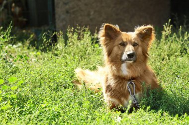 Yeşil çimenlerin üzerinde kabarık köpek