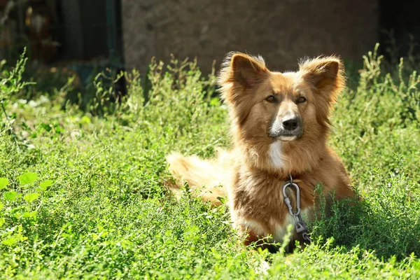 Пушистая собака на зеленой траве — стоковое фото