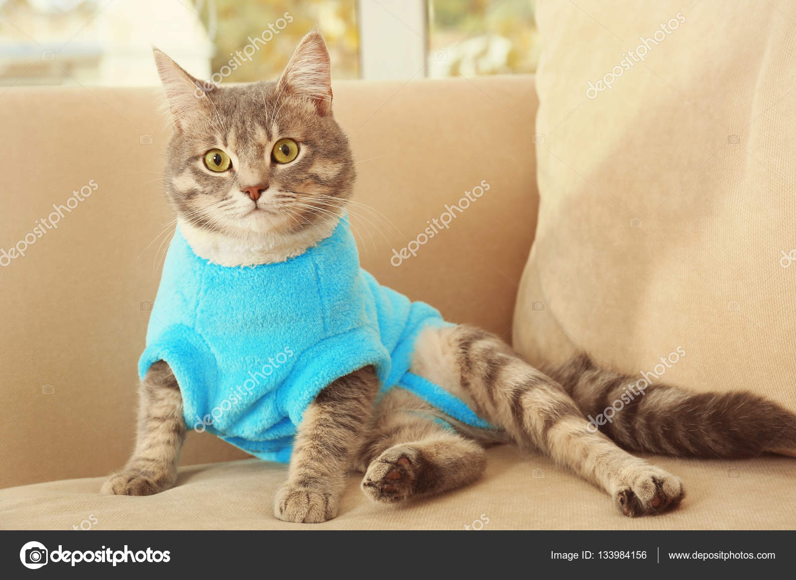 Gato con ropa fotos de imágenes de Gato con ropa sin royalties |