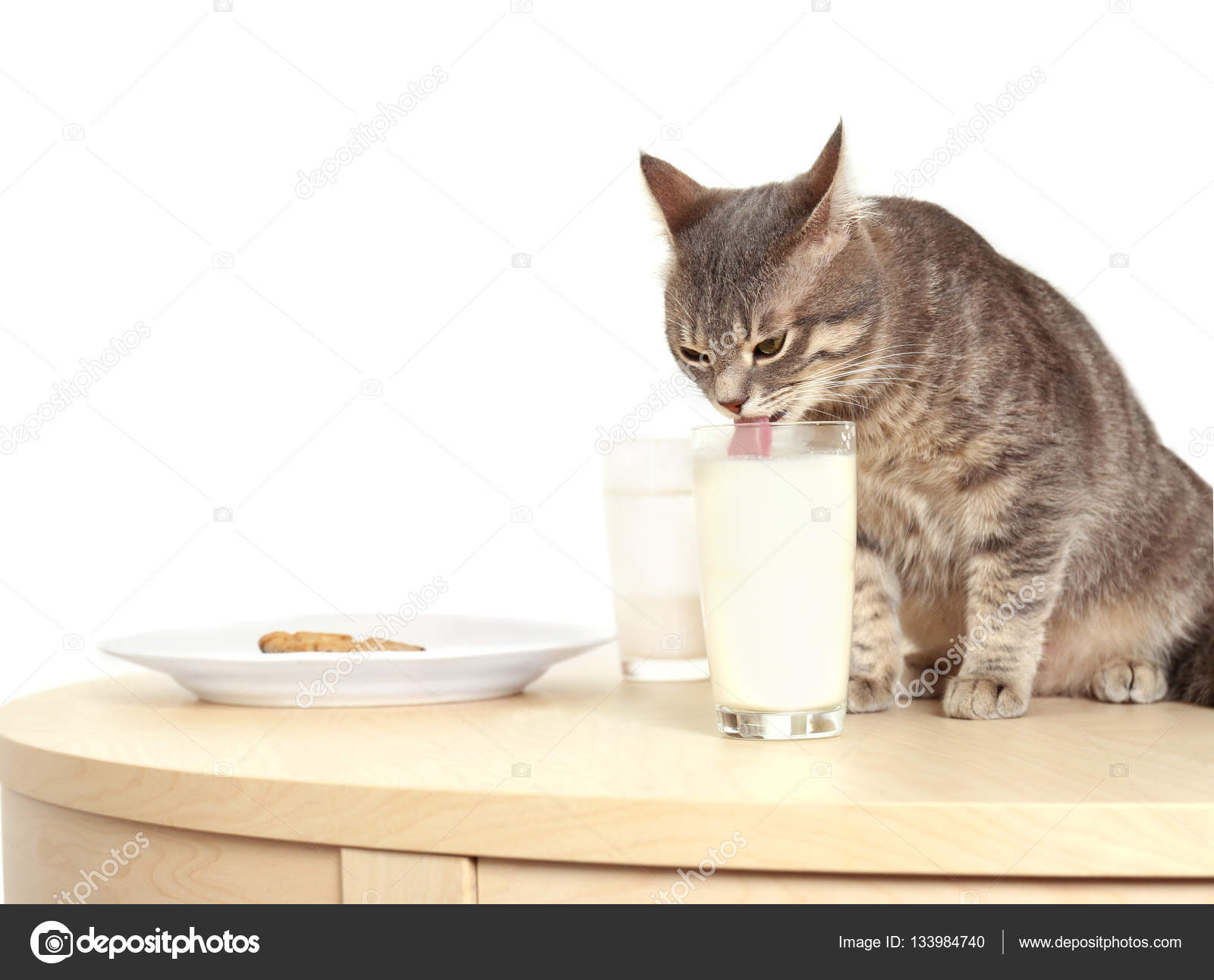 cute cat drinking milk
