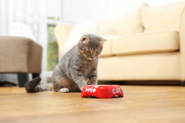 Şirin kedi yemek yeme