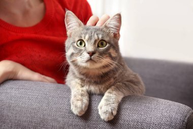 Kanepede kedi kadınla