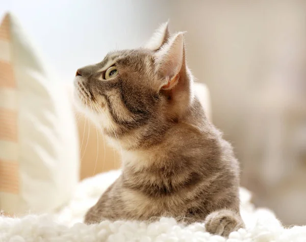 Милая кошка на диване — стоковое фото