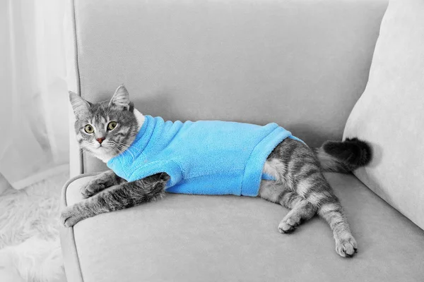 Милая кошка в голубой мягкой одежде — стоковое фото
