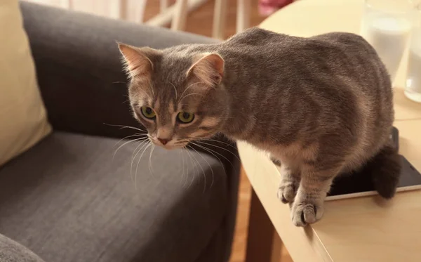 Милий кіт на столі — стокове фото