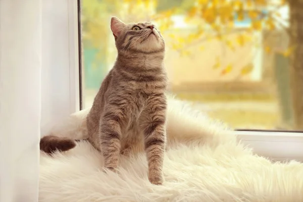Милая кошка на подоконнике — стоковое фото