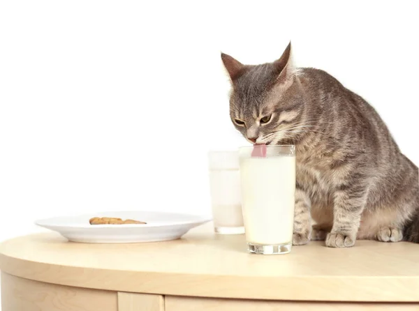 Милый кот пьет молоко — стоковое фото