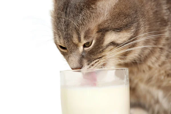 Cute cat drinking milk — Stock Photo, Image