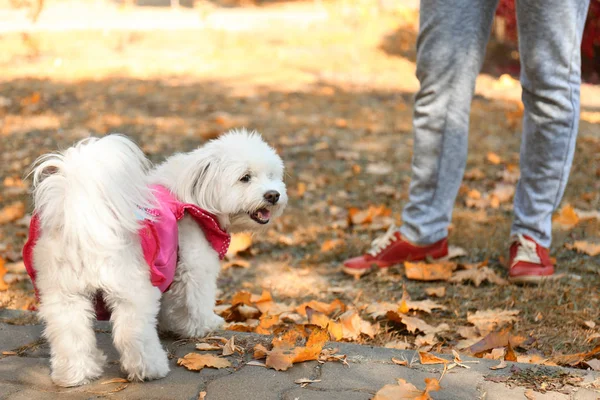 Woman walking with dog — Stock Photo, Image