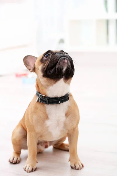 Sød hund på gulvet - Stock-foto