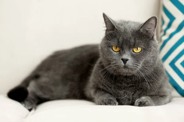 Gato acostado en el sofá — Foto de Stock