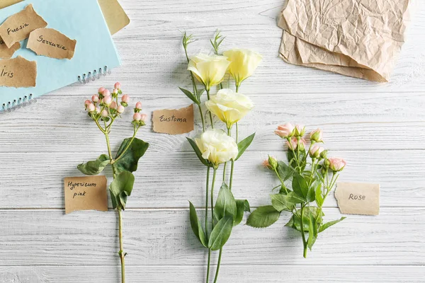 Coleção de flores em branco — Fotografia de Stock