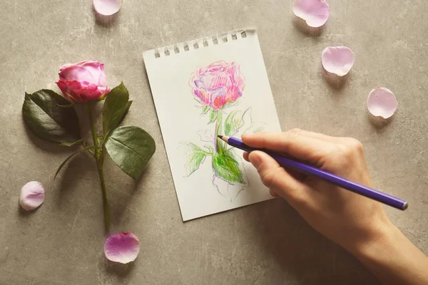 Vrouwelijke hand tekenen rose — Stockfoto