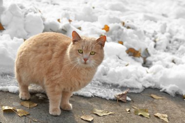 kış günü açık havada kedi
