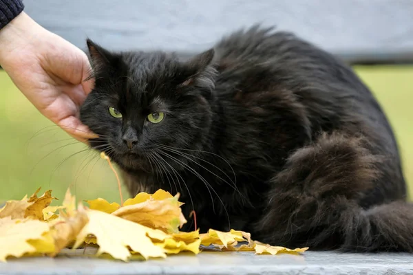 Gato negro en banco en otoño parque — Foto de Stock