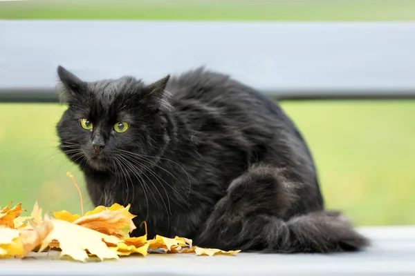 可爱的黑猫，在长椅上 — 图库照片