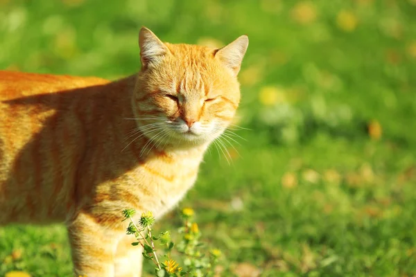 Carino gatto tabby sul prato verde — Foto Stock