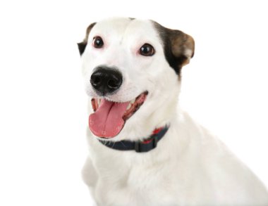 Endülüs ratonero köpek