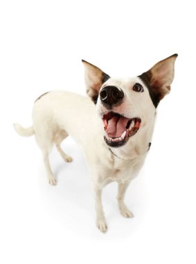 Endülüs ratonero köpek