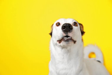 Endülüs ratonero köpek