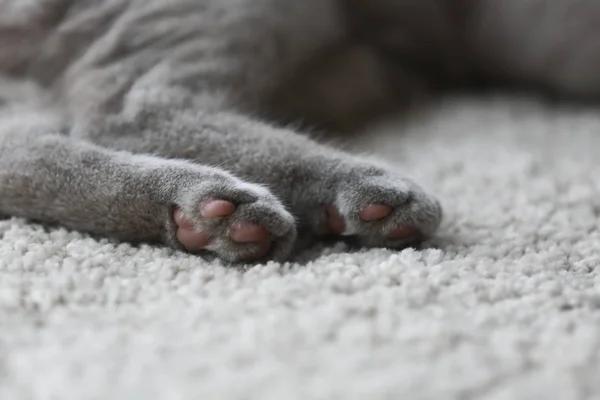 Britânico gatinho patas no tapete peludo — Fotografia de Stock