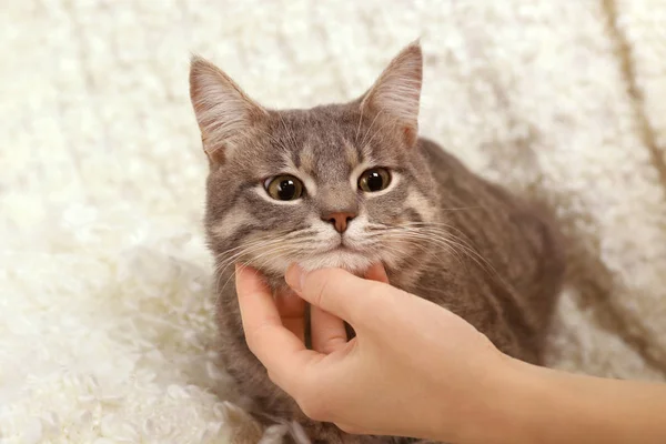 Woman stroking cute cat on couch — Stock Photo, Image