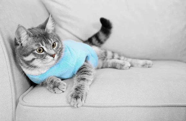 cat in blue soft clothing on couch