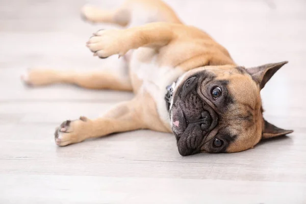 Lindo perro acostado en el suelo — Foto de Stock