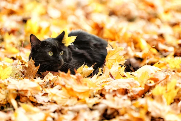 Svart katt på bladen i höst park — Stockfoto