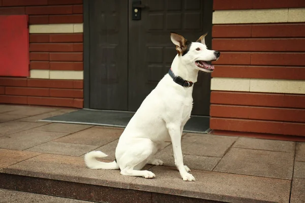 Cão ratonero andaluz — Fotografia de Stock