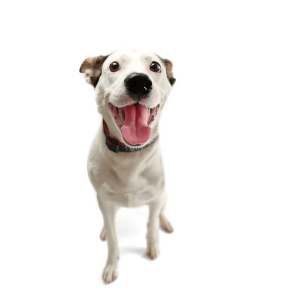 Pies andaluzyjski ratonero — Zdjęcie stockowe