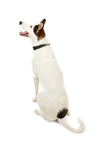 Андалузская собака-ратонеро — стоковое фото