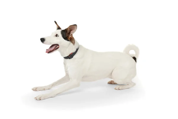Andaluský pes ratonero — Stock fotografie