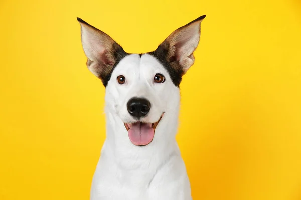 Perro ratonero andaluz — Foto de Stock