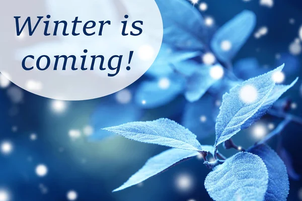 Cartão de inverno com folhas geladas — Fotografia de Stock
