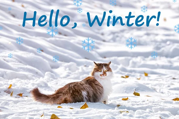 Texto HELLO, WINTER e gato adorável — Fotografia de Stock