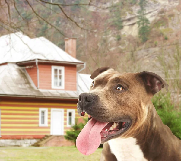 Cão que protege a propriedade privada — Fotografia de Stock