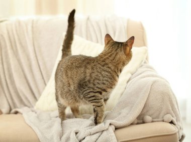 tekir kedi bej kanepe