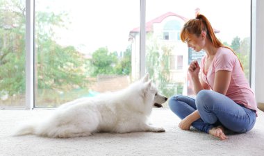 şirin Samoyed köpek ile kız