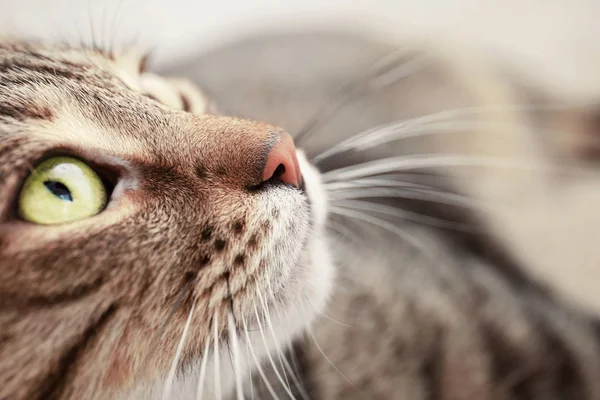 Portrait of grey tabby cat — Stock Photo, Image