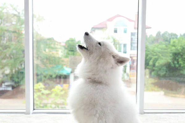 Samoyed собака, виття — стокове фото