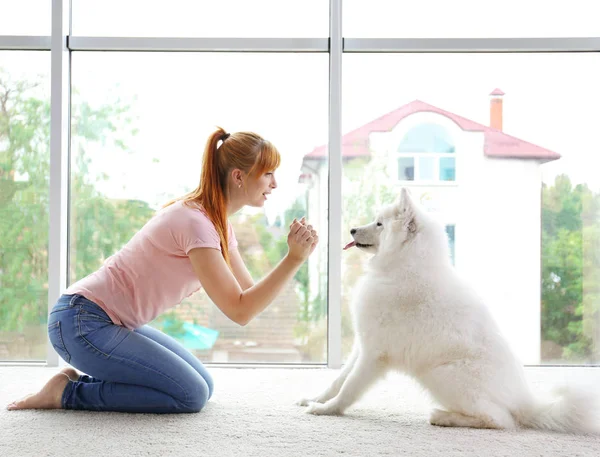 Flicka med söta samojedvalpar hund — Stockfoto