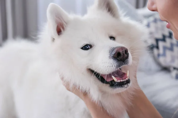 Roztomilý pes samojed — Stock fotografie