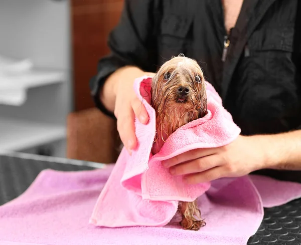 Hundefriseur wischt Hund aus — Stockfoto