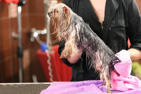 Canine hairdresser wiping dog