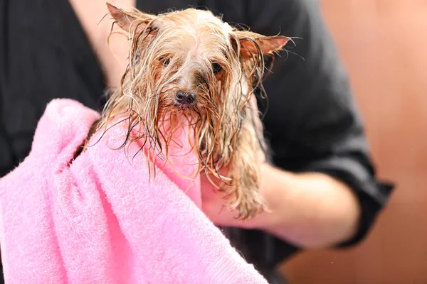 Cão de limpeza de cabeleireiro canino — Fotografia de Stock