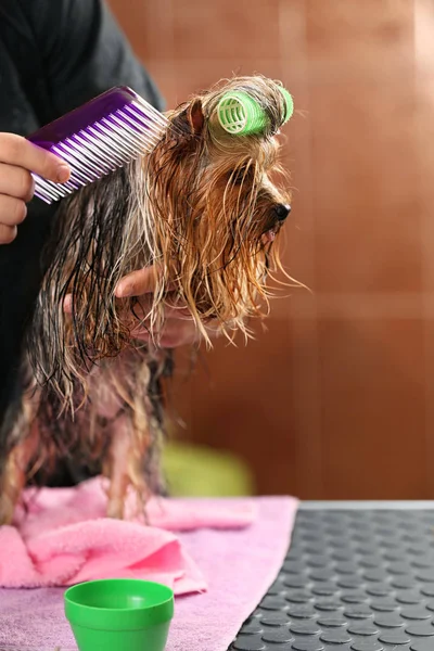 Yorkshire terrier com encrespadores de cabelo — Fotografia de Stock